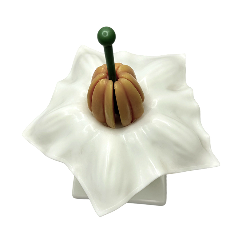 Biology teaching mode potato flower model