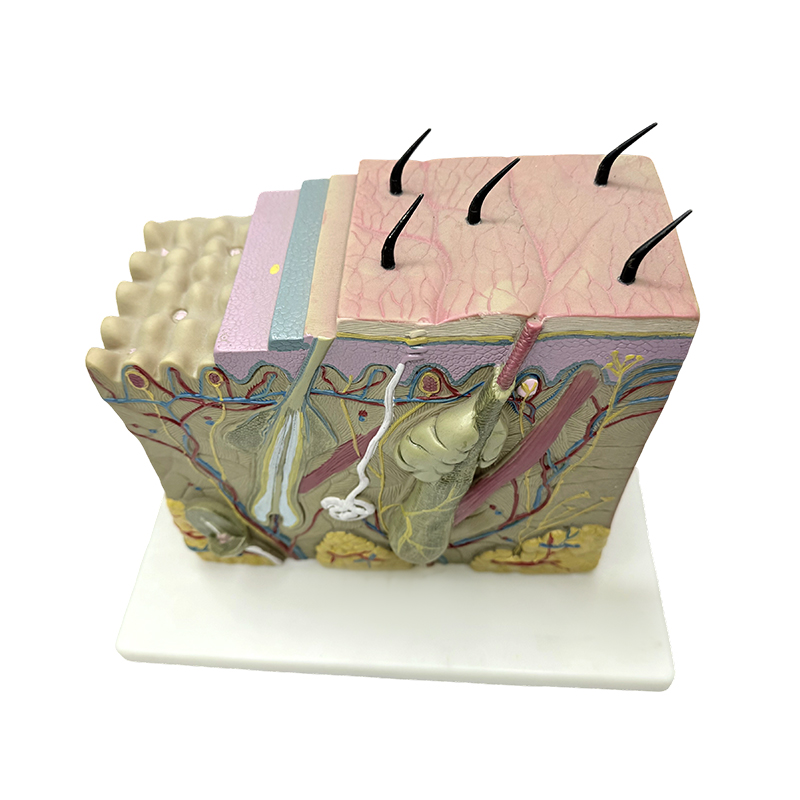 Skin block model skin anatomical model anatomical models skin