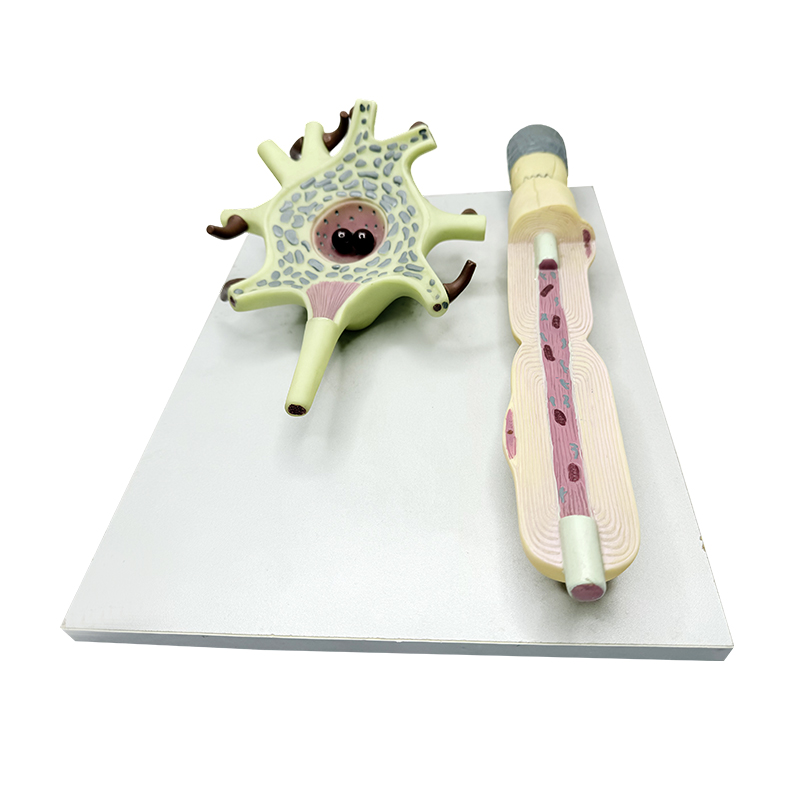 Medical science anatomical enlarged human motor neuron model for teaching