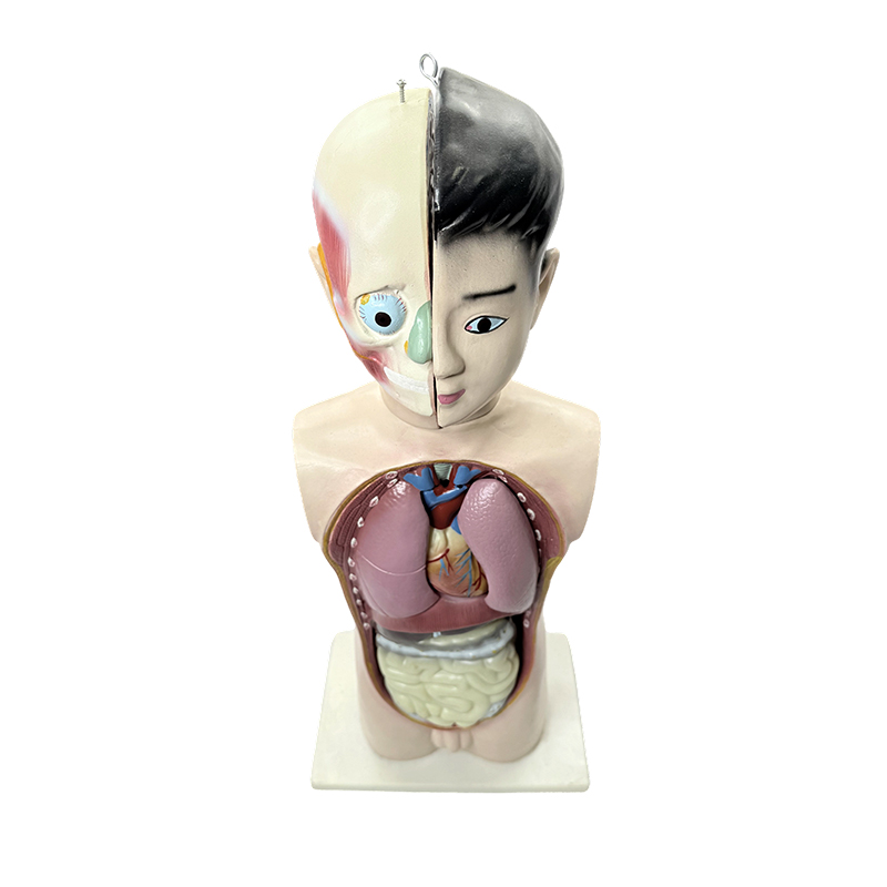 Human adolescent half body torso model 65cm medical biology anatomical torso model