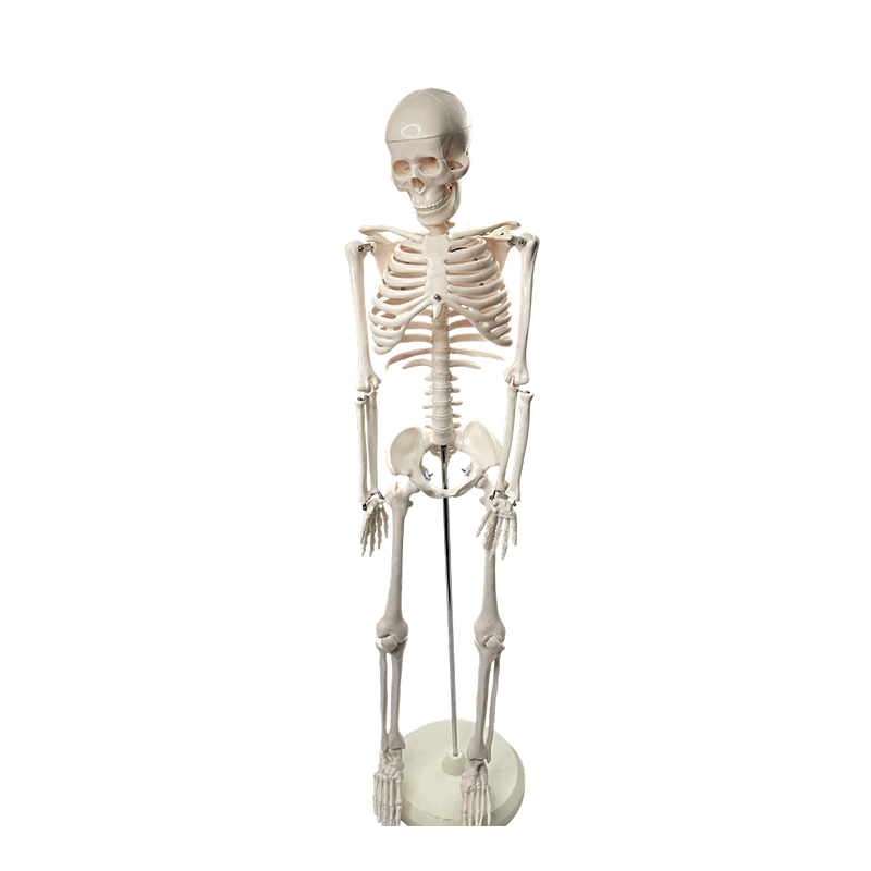 Human skeletal model 85cm