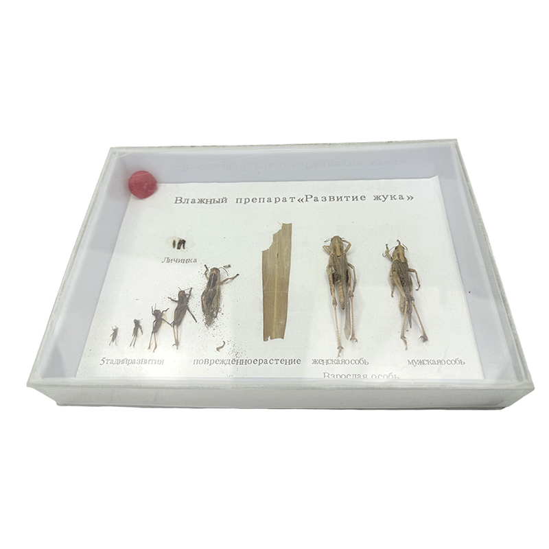 Application of grasshopper biological specimen teaching resources in the life cycle