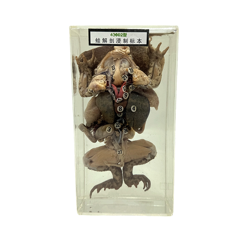 Animal anatomical specimens preserve natural organisms and are used to display frog anatomical specimens
