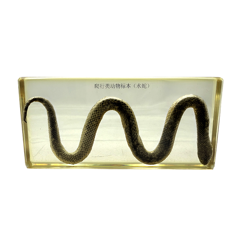 Water snake biological specimens