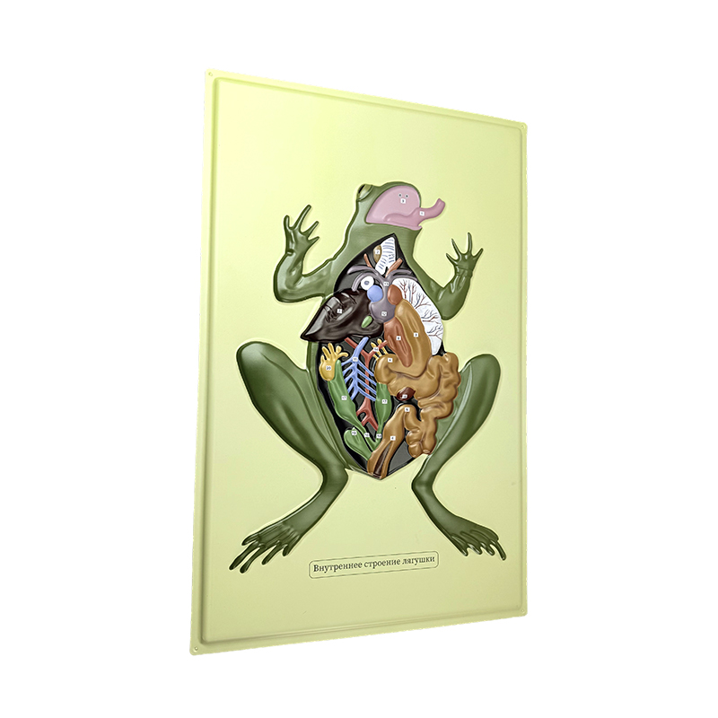 Relief model of anat frog